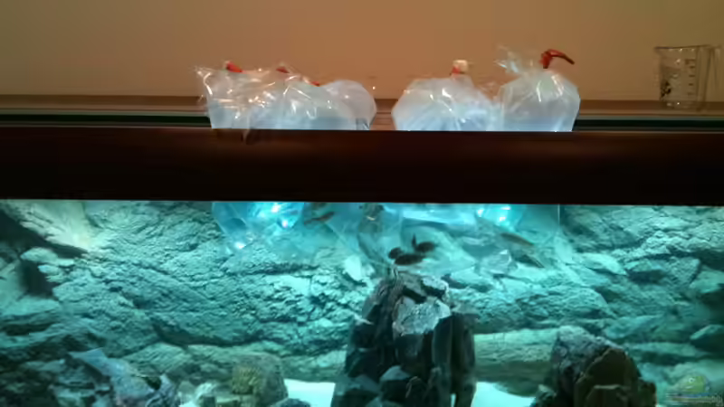 Eingewöhnen..... von Manuel Jettki (7)