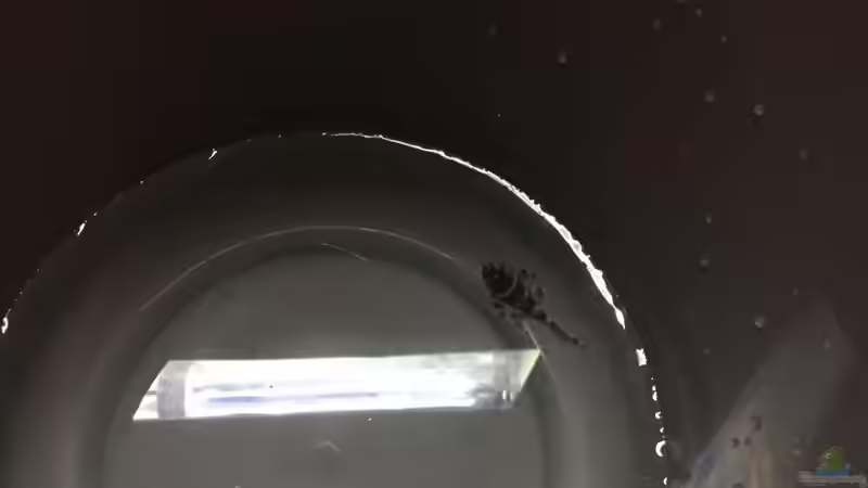 Eingewöhnung an das neue Zuhause...  von Chris Bert (20)