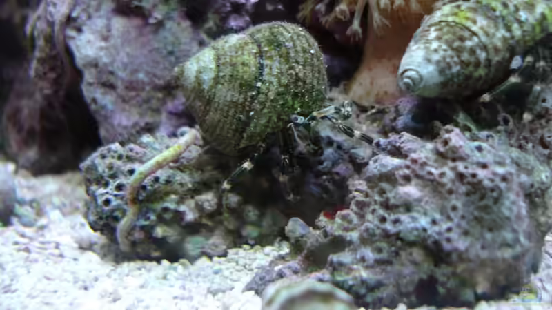 Eini von Jane Vogeler (12)