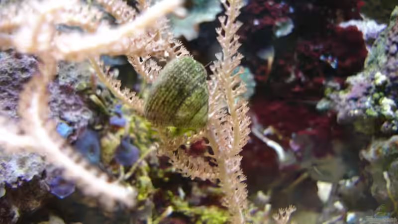 Eini von Jane Vogeler (13)