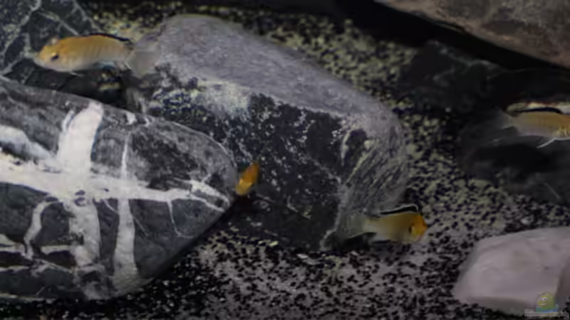 einige Gesamtansichten DarkStoneMbuna von AjakAndi (2)