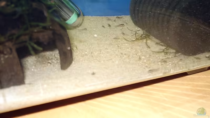 einige kleine Welse am Filter... von Torsten Bullmahn (21)