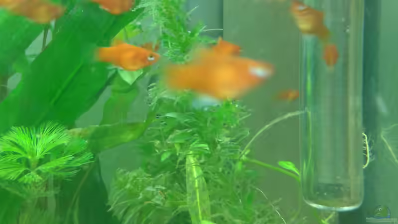 Einige Korallenplaty´s von Reinhold Berk (21)