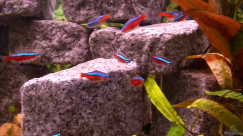 einige meiner Neons von Daniel (9)