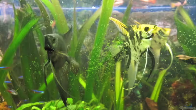 einige meiner Skalare von Tommy Büttner (8)