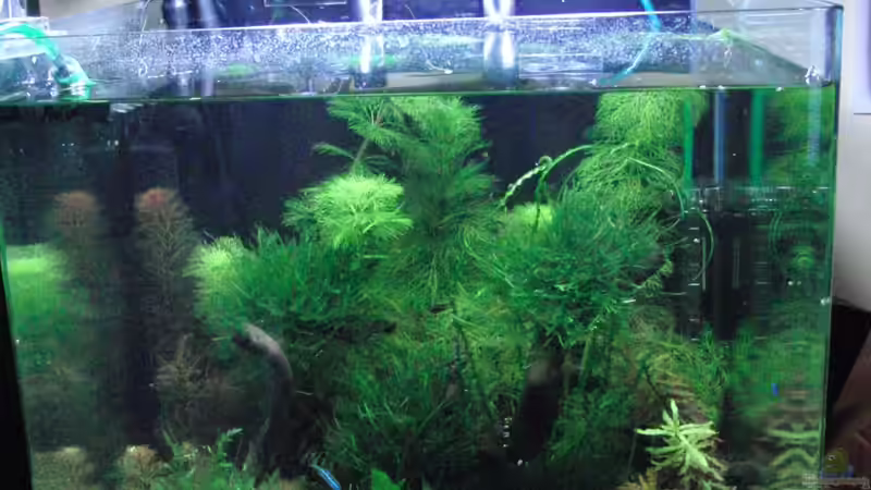 Einige Monate vor Auflösung wegen Umzug von Bjarke (1)