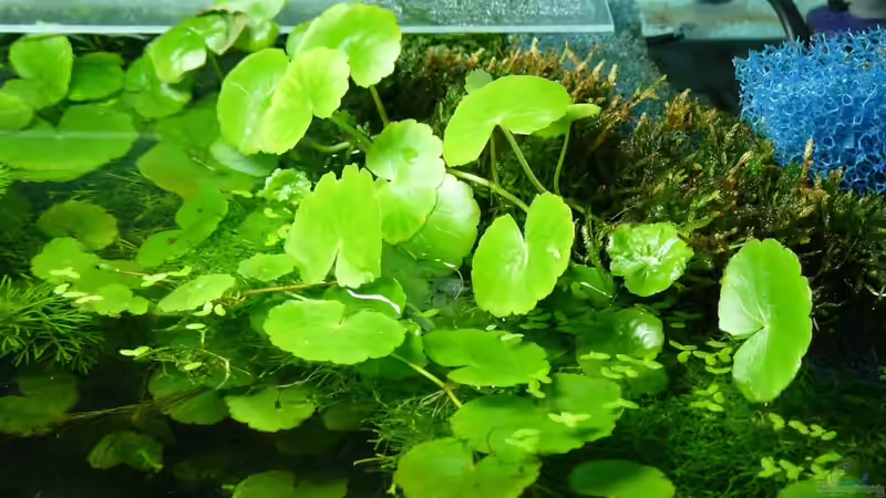 Einige Pflanzen verlassem das Becken. von A. G. (10)