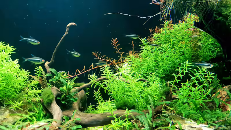 Einige Schwarze Neons auf Patrouillie  von Köllebärbling (35)