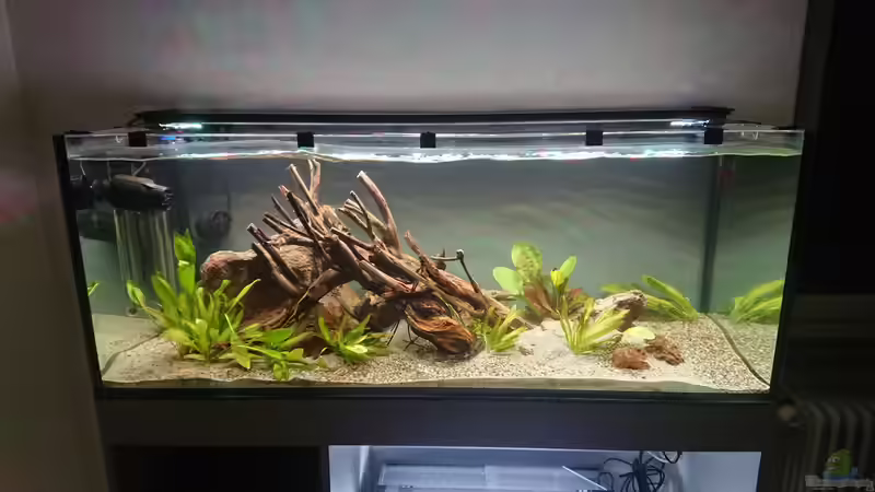 einige Tage nach der Befüllung von Philip (6)