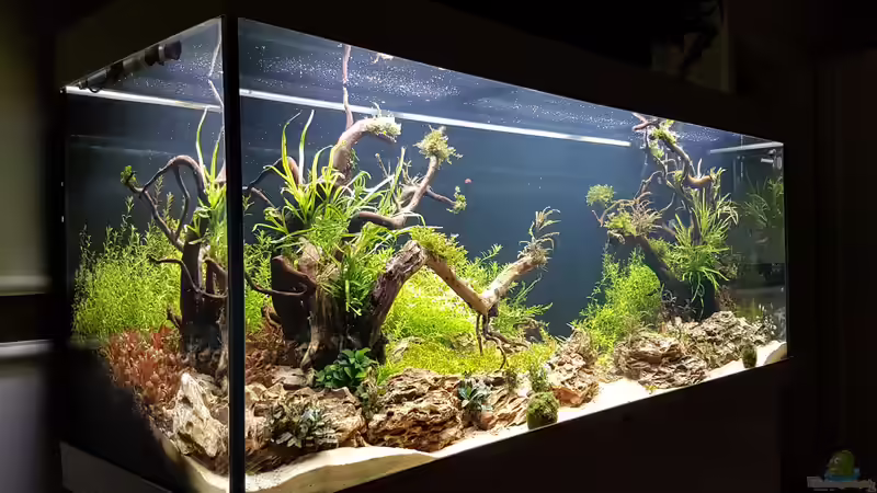 Einige Tage nach der neu Einrichtung  von Köllebärbling (4)