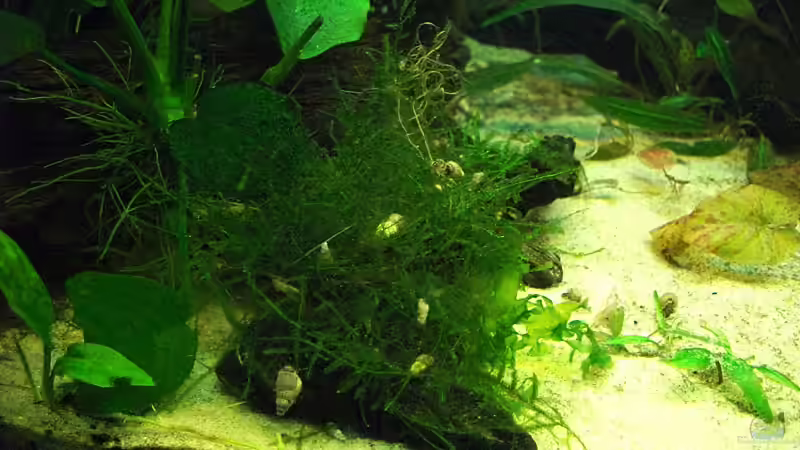 einige TDS von Mario74 (31)