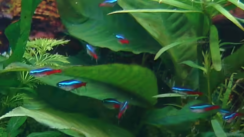 Einige unserer Neonsalmlern von Monika und Roman J. (21)