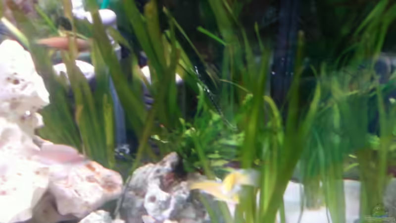 Einige Valisnerien von CICHLID (16)