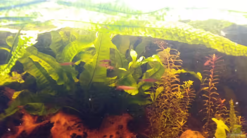 einige versuche die kleinen ins Bild zu bekommen, nicht leicht von Hans-Walter Bandt (15)