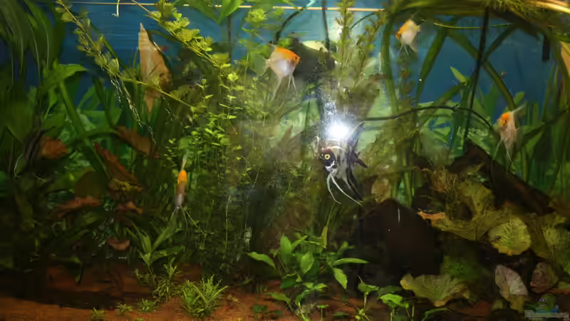 Einige von den Skalaren von Hollyday (10)