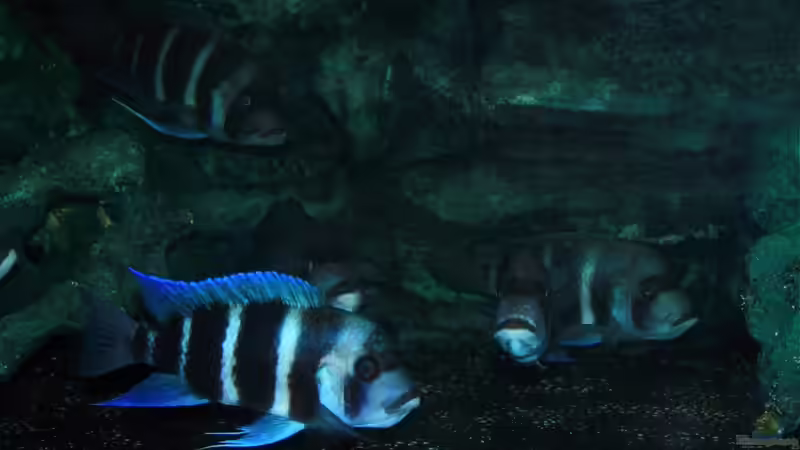 Einige Weibchen von Hanno K (7)