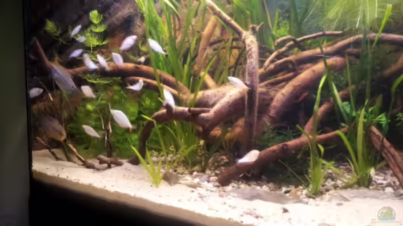 Einige Wochen später mit dem vollständigem Besatz von Michael Scheffler (10)