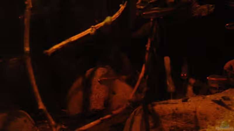 einige Zweige_1_23.05.2014 von Südamerikafreak BK (30)