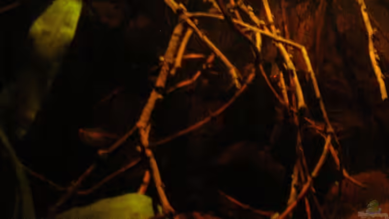 einige Zweige_2_23.05.2014 von Südamerikafreak BK (28)