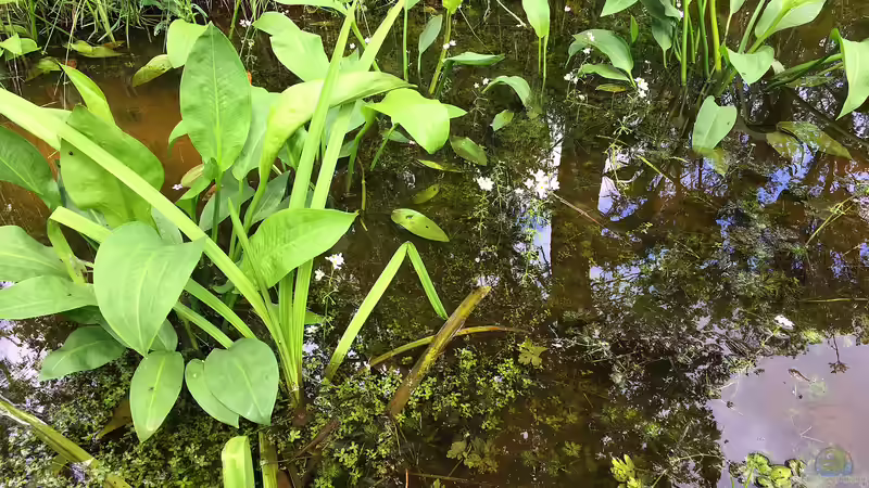 Einjährige Wasserpflanzen – Meister der Selbsterneuerung