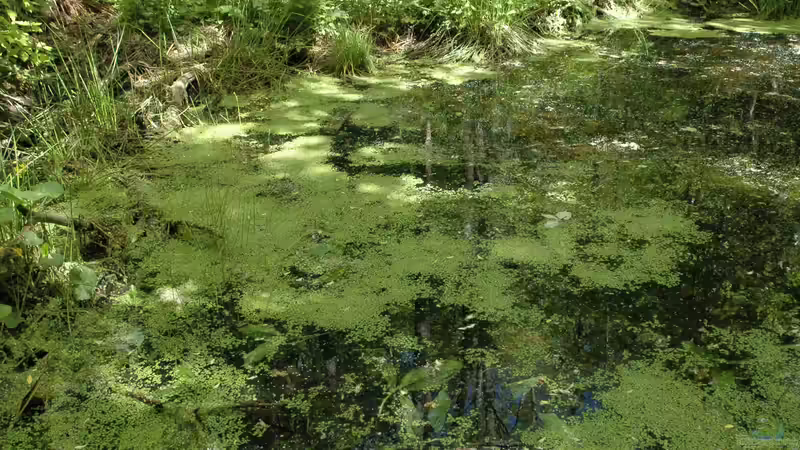 Einjährige Wasserpflanzen – Meister der Selbsterneuerung