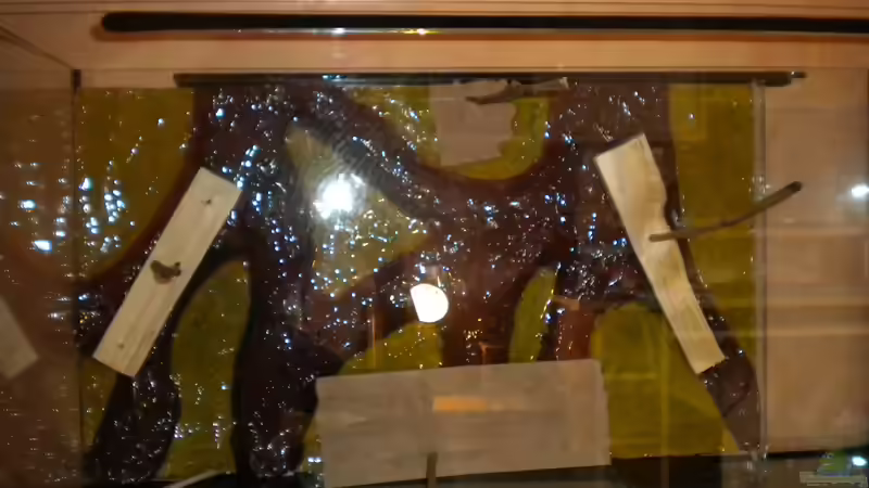 Einkleben der Rückwand von Marci (2)