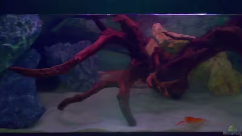 Einlaufphase 1 von Northernlights (3)