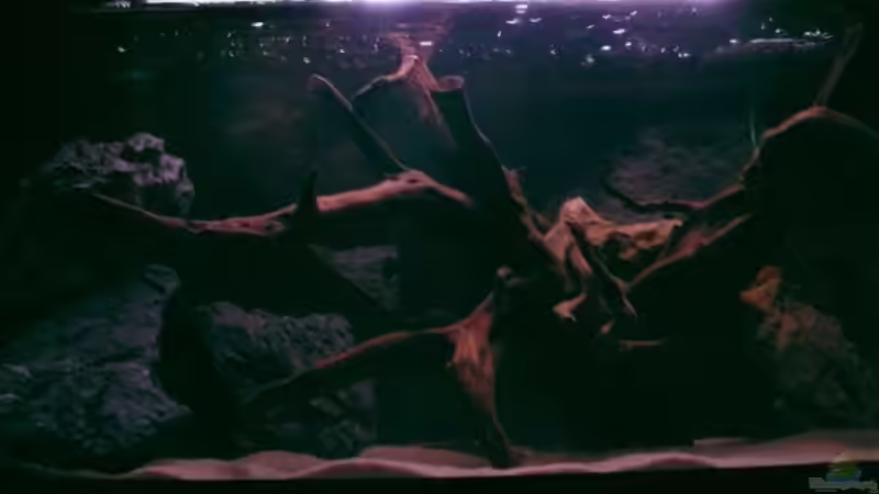 Einlaufphase 2 von Northernlights (4)