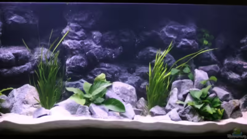 Einlaufphase 27.11.08 von Nina Hutter (6)