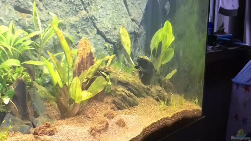 Einlaufphase Algenbefall nach 9 Tagen  von Chris Bert (5)