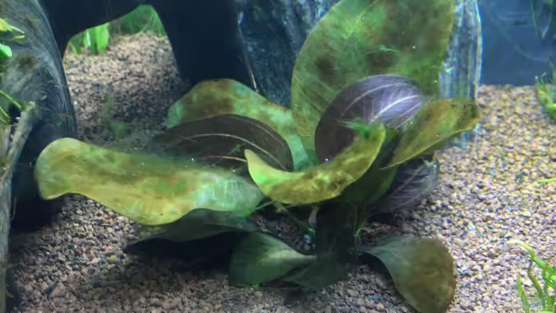 Einlaufphase Algenbefall nach 9 Tagen II von Chris Bert (6)