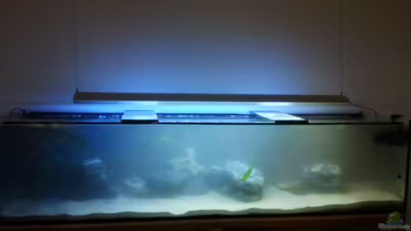 Einlaufphase noch etwas trüb von Crüxs (2)