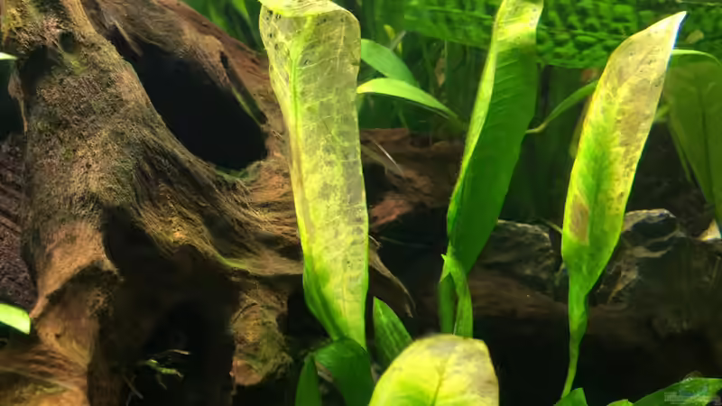 Einlaufphase von Marius Stößer (60)