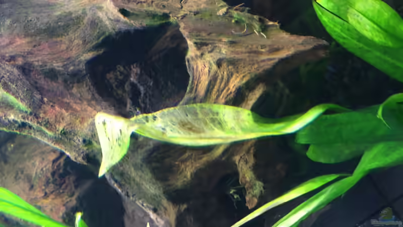 Einlaufphase von Marius Stößer (61)