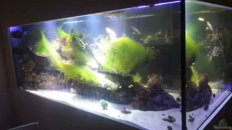 Einlaufphase von slobe (35)