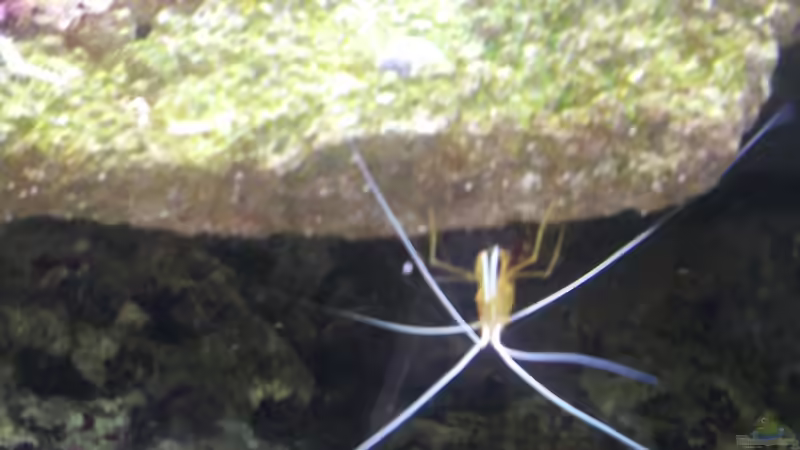 Einlaufphase von slobe (39)