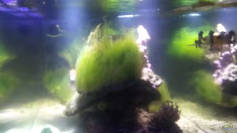 Einlaufphase von slobe (41)