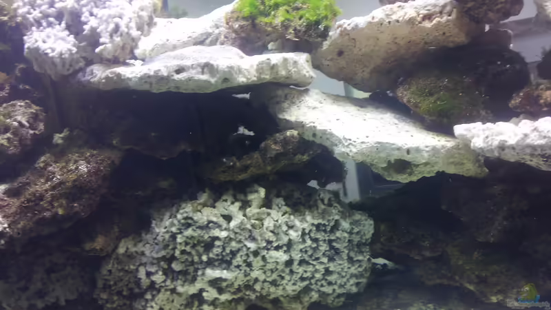 Einlaufphase von slobe (64)