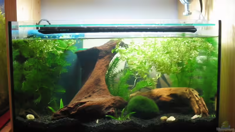 Einlaufphase von spree (2)