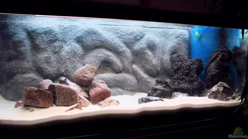 Einlaufphase von Tanganjika_160_Liter (3)