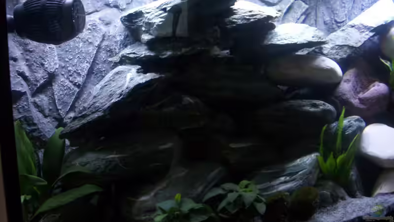 Einlaufzeit... von Malawi-Anfänger (7)