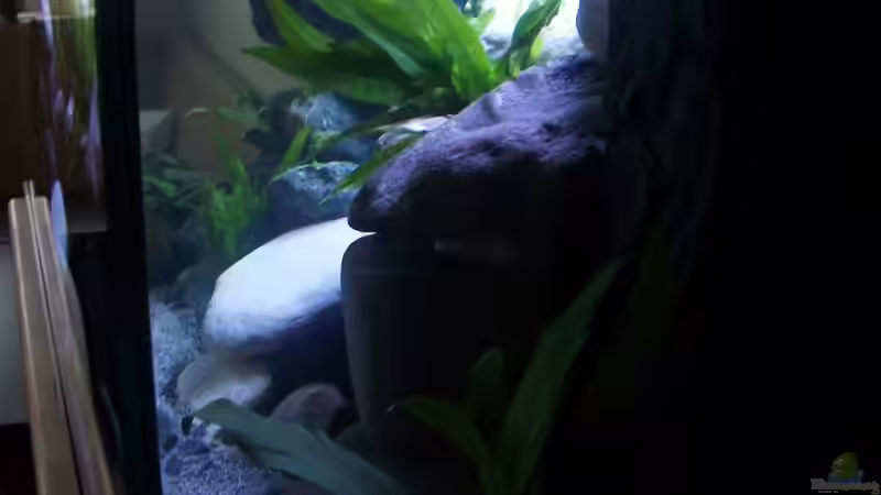 Einlaufzeit... von Malawi-Anfänger (8)