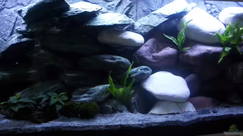 Einlaufzeit... von Malawi-Anfänger (9)