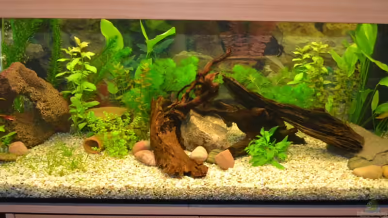 Einmal alles von Lilobär (2)