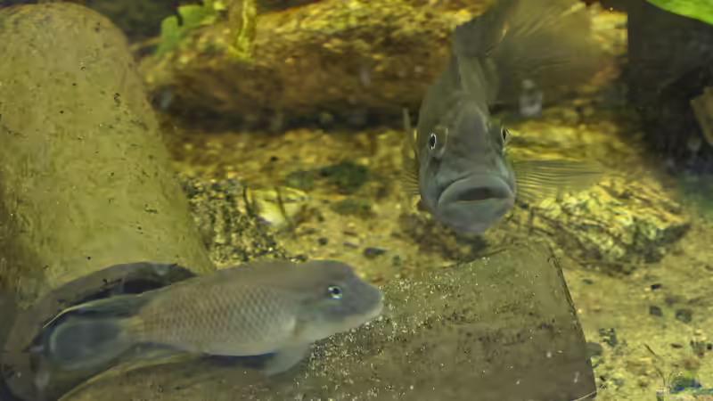 Einmal Aquarianer - Immer Aquarianer: Warum die Aquaristik ein geiles Hobby ist