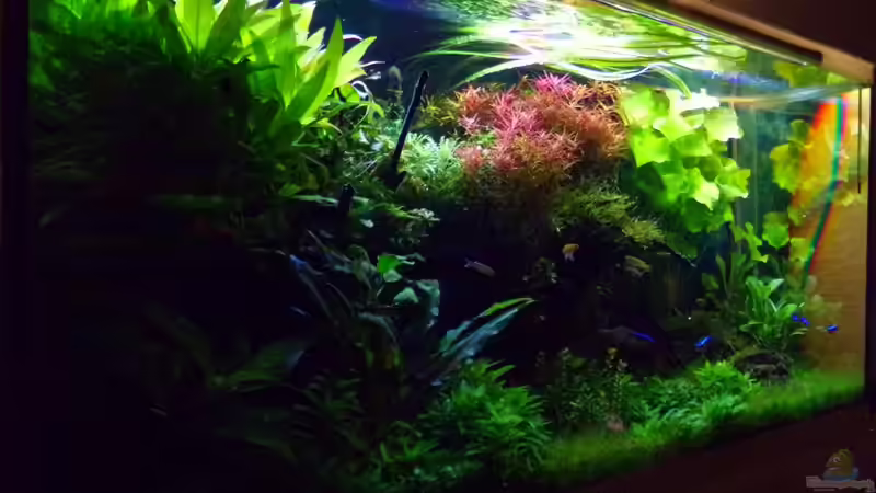 einmal von links 30.01.17 von Der Nicky (21)