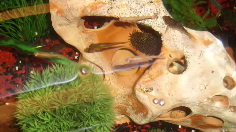 Einmal von oben von MMD (23)