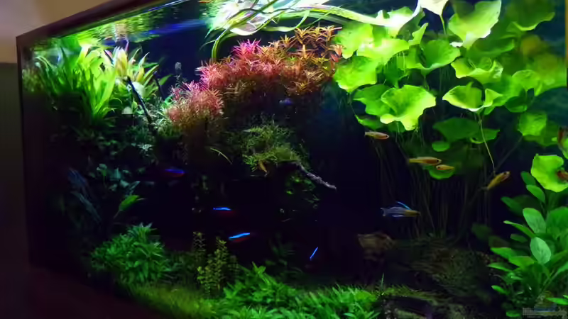 einmal von rechts 30.01.17 von Der Nicky (22)