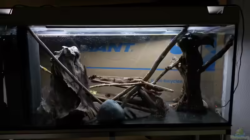 Einmaliger Blick von hinten ... gleich kommt die schwarze Farbe drauf von Beulenkopftyp (13)