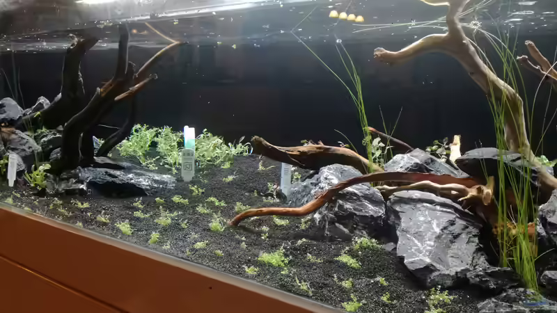 Einpflanzarbeiten fast abgeschlossen von Niederbayer_Andee (12)